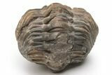 Reedops Trilobite - Atchana, Morocco #224357-2